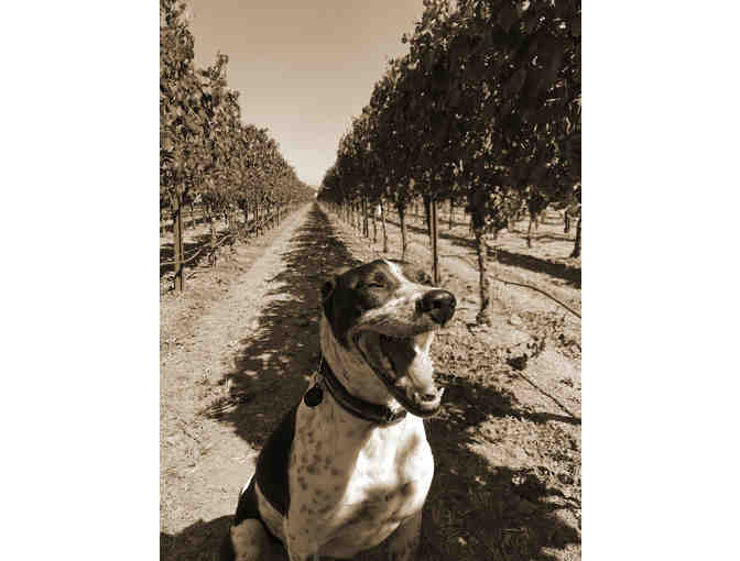 Private Library Tasting for 6 and Wines. Palmeri Wines