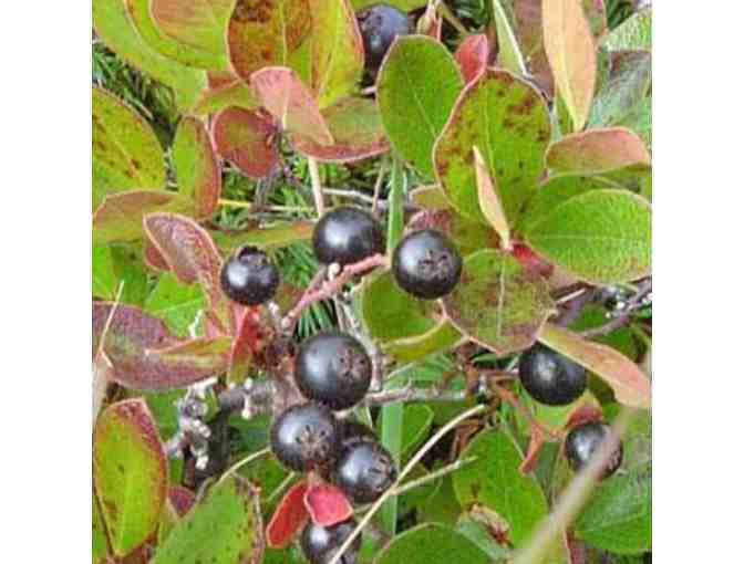 Berries of North Idaho