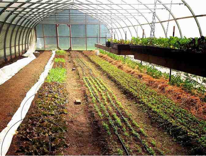 $50 gift card to Red Wheelbarrow Produce 2020