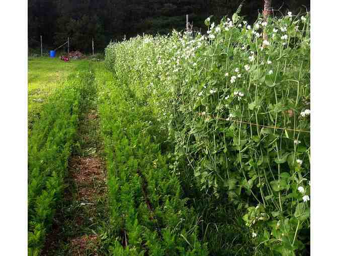 $50 gift card to Red Wheelbarrow Produce 2020