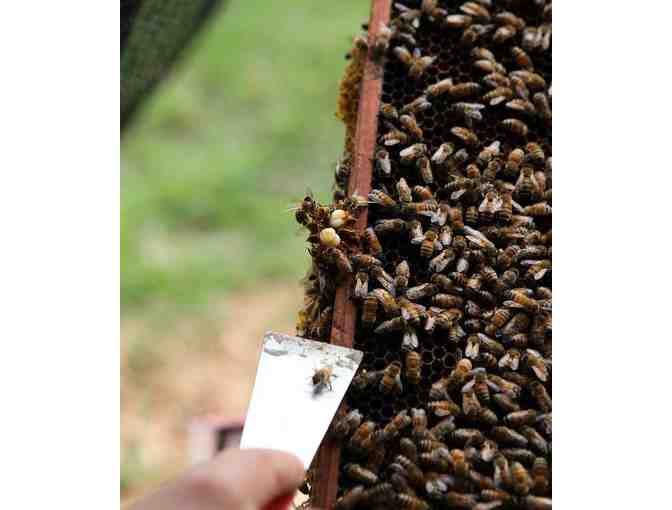 $50 gift card to Red Wheelbarrow Produce 2020