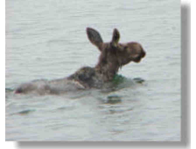 Cruise for 2 with Lake Pend Oreille Cruises