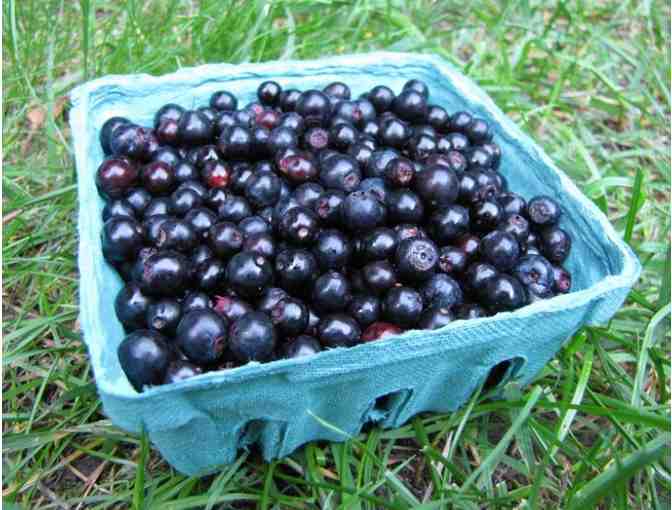 2 gallons of Huckleberries picked in August 2020