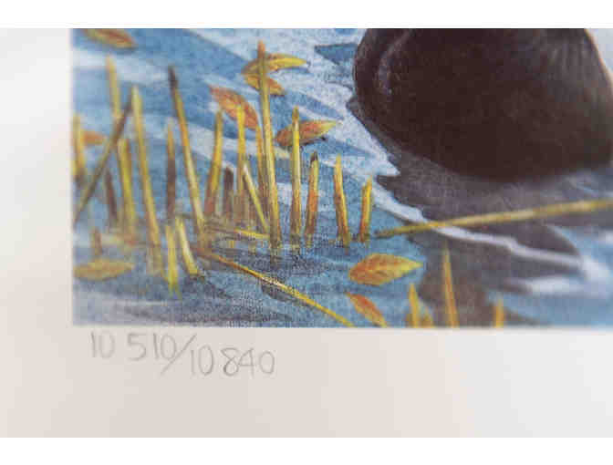 Canvasbacks in Spring by J. F. Landsdowne, 1986 Stamp & Print