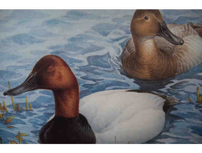 Canvasbacks in Spring by J. F. Landsdowne, 1986 Stamp & Print