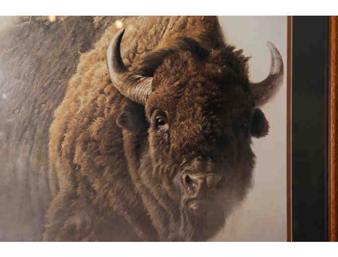 Chief American Bison by Robert Bateman, Framed Print