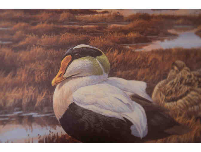 Northern Water -- Common Eiders by Brenda Carter, 1992 Stamp & Print #3041