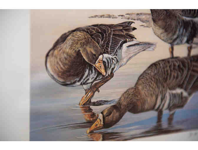 White-Fronted Geese by D.M. Smith, 1986 Stamp & Print