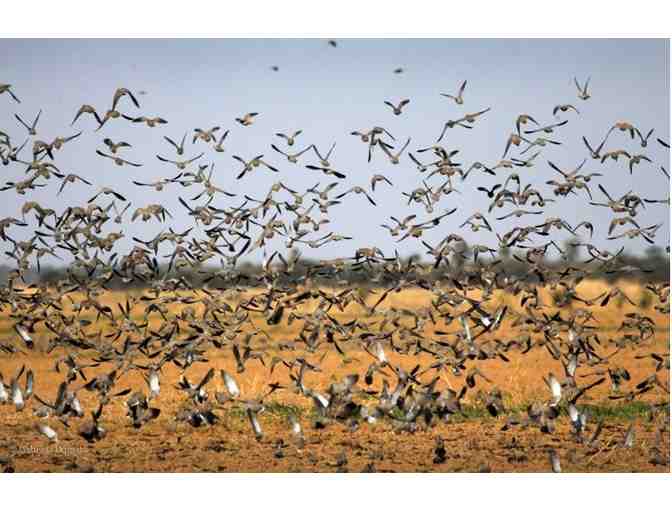 4 Day Luxury Argentina Dove Hunt for 2
