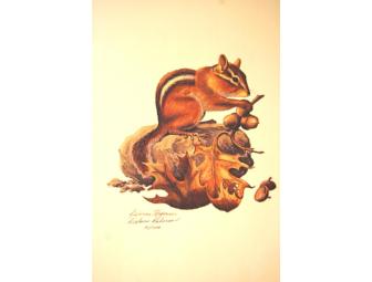 Vintage Print (1974) Signed by Dolores Roberson; Eastern Chipmunk