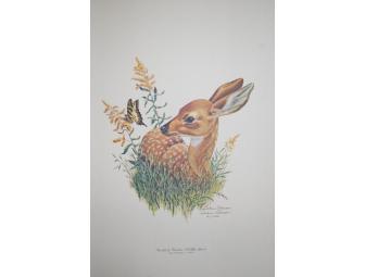 Vintage Print (1974) Signed by Dolores Roberson; Fawn & Butterfly