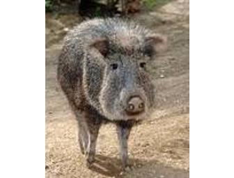 Name a Peck of Peccaries