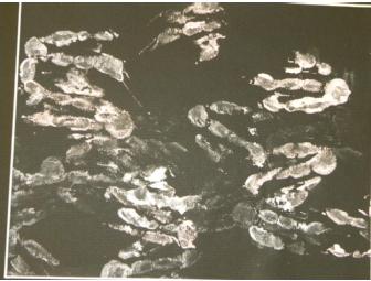 Taste of Cotton Candy Painting by African Penguins