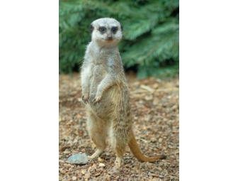 Cocktails With The Critters: Party for 10 at the Zoo Habitat of Choice