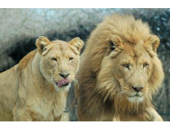 Cocktails With The Critters: Party for 10 at the Zoo Habitat of Choice