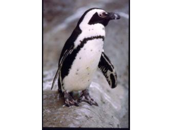 Cocktails With The Critters: Party for 10 at the Zoo Habitat of Choice