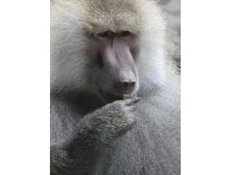 Cocktails With The Critters: Party for 10 at the Zoo Habitat of Choice