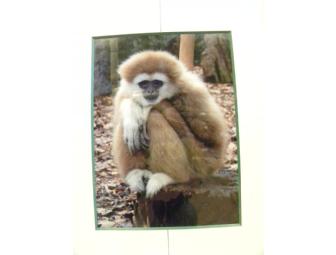 'A Swinging Good Time' Canvas Painting by 'Georgie', White-Handed Gibbon