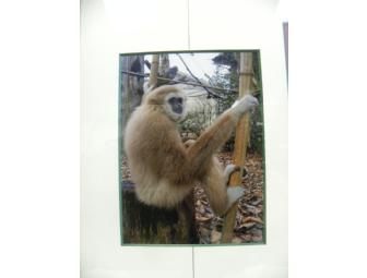 'A Swinging Good Time' Canvas Painting by 'Georgie', White-Handed Gibbon