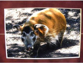 'Being Nosey' Painting by 'Laurel', Red River Hog