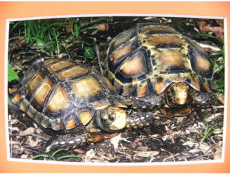 'Candy Corn Impressions' Impressed Tortoises