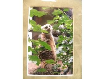 'Looking for Luv' Painting by the Meerkat Mob