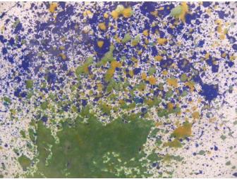 'Pachyderm Pop' Painting by 'Jana', African Elephant