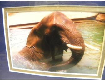 'Pachyderm Pop' Painting by 'Jana', African Elephant