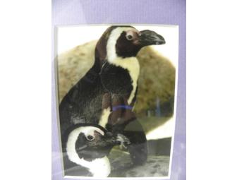 'Princess Pitter Patter' Painting by Sylvester and Ruby, African Penguins