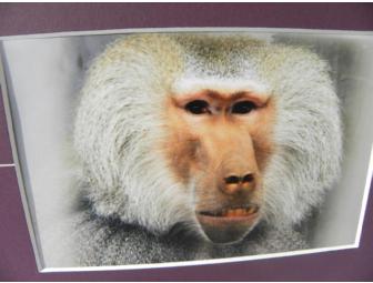 'Cairo the King' Painting by 'Cairo', Hamadryas Baboon