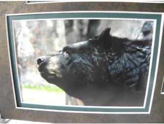 'Paws-atively Inspired' Otis, North American Black Bear
