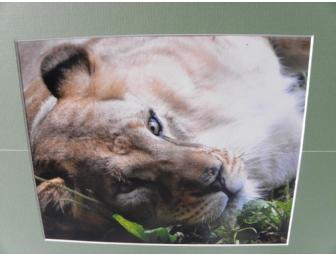 'Peaceful Paws' Painting by 'Zarina', African Lion