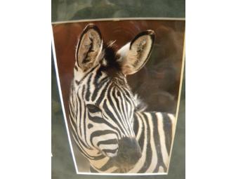 'Pattern Power' Painting by 'Sheena', Grant's Zebra