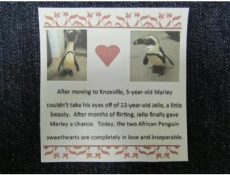Set of 4 Notecards decorated by 'Marley' and 'Jello', African Penguins