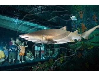 Tennessee Aquarium & IMAX