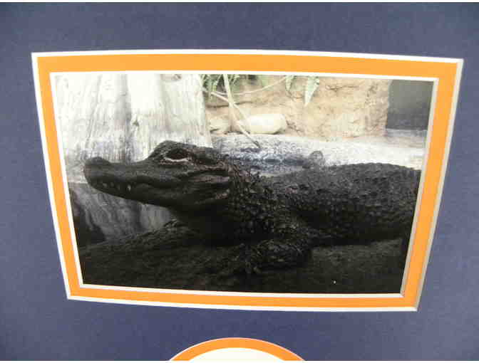 Gator Pride Painting by Chinese Alligator