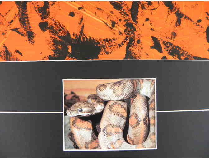 Primitive Painting by Annulated Boa