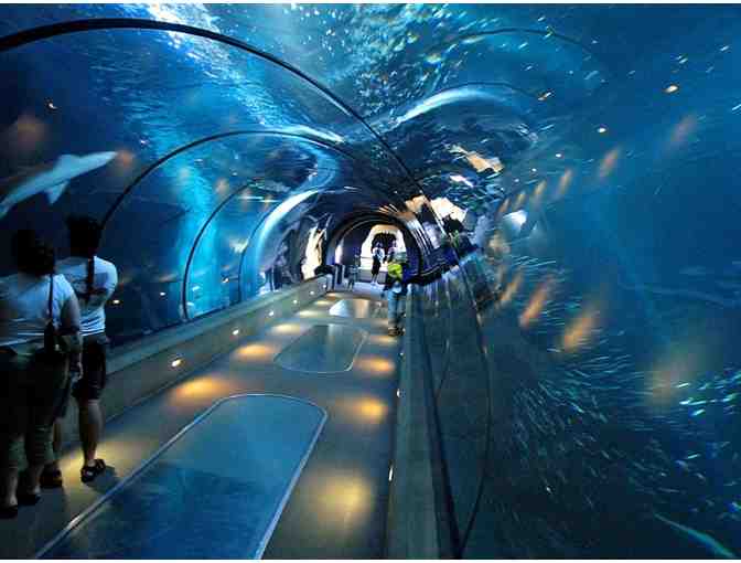 Adventure at the John G. Shedd Aquarium