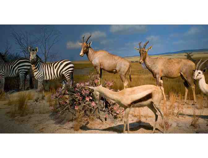 A Trip the Milwaukee Public Museum