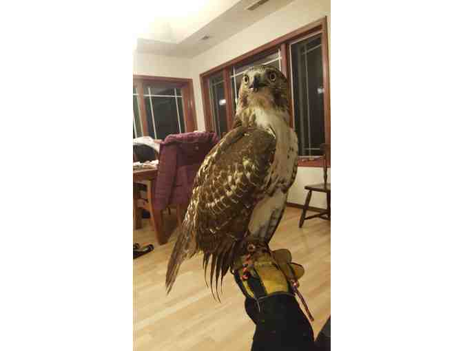 Hunting Experience with a Red Tail Hawk