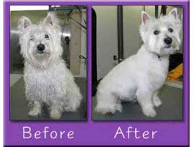 Dog Grooming at your home