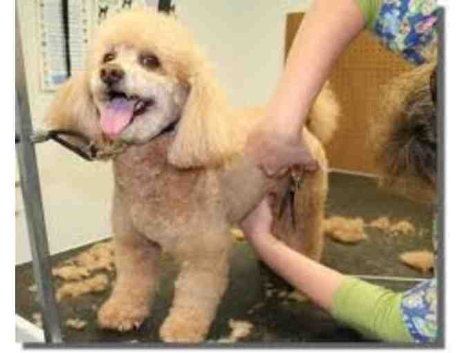 Dog Grooming at your home