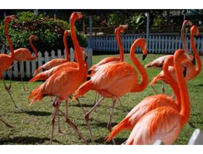 Ardastra Gardens 'Full Monty' Birthday Party