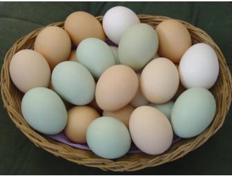 Backyard Chickens Starter Flock & 'Eggspert' Consultation