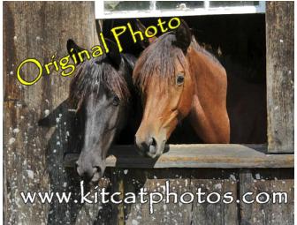 Canvas Print 'Raven & Bailey' -Class of '10 Rescued Nursemare Orphans