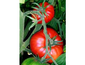 Locavores' Delight! Get Saucey! One Dozen Mixed Tomato Plants.
