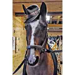 JoJo the Dressage Comic