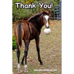 Virginia Metevia Photography