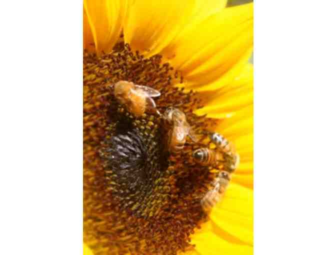 The Zen of Backyard Beekeeping (for up to five people)