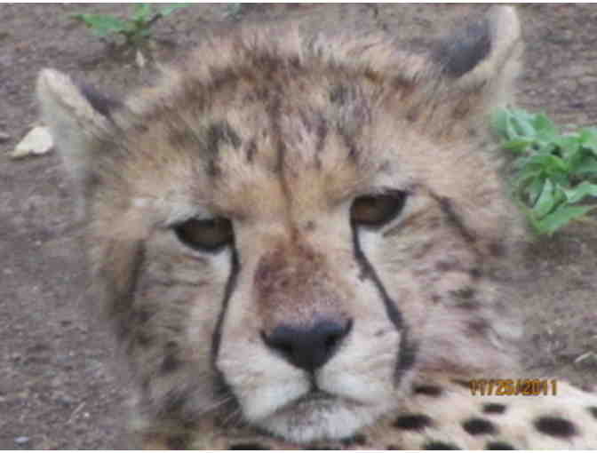 Once in a Lifetime Experience! A South African Photo Safari for 2 at Zulu Nyala Game Lodge